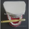 New Style Medical Dental Care Modell, Zahnpflege Modell